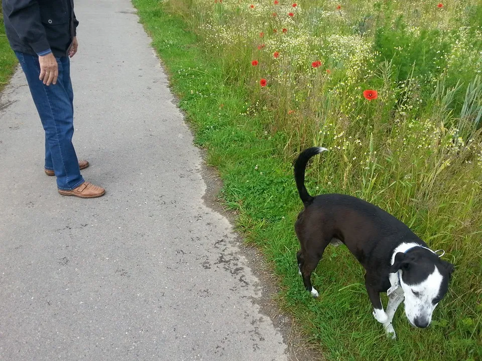 Lebensfreunde Dresden - Seniorenbetreuung und Kinderbetreuung - Hundebetreuung dresden