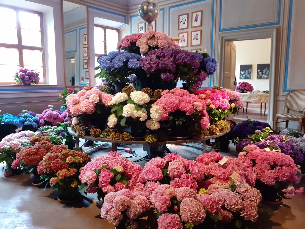 Lebensfreunde Dresden - Seniorenbetreuung und Kinderbetreuung - Blumen