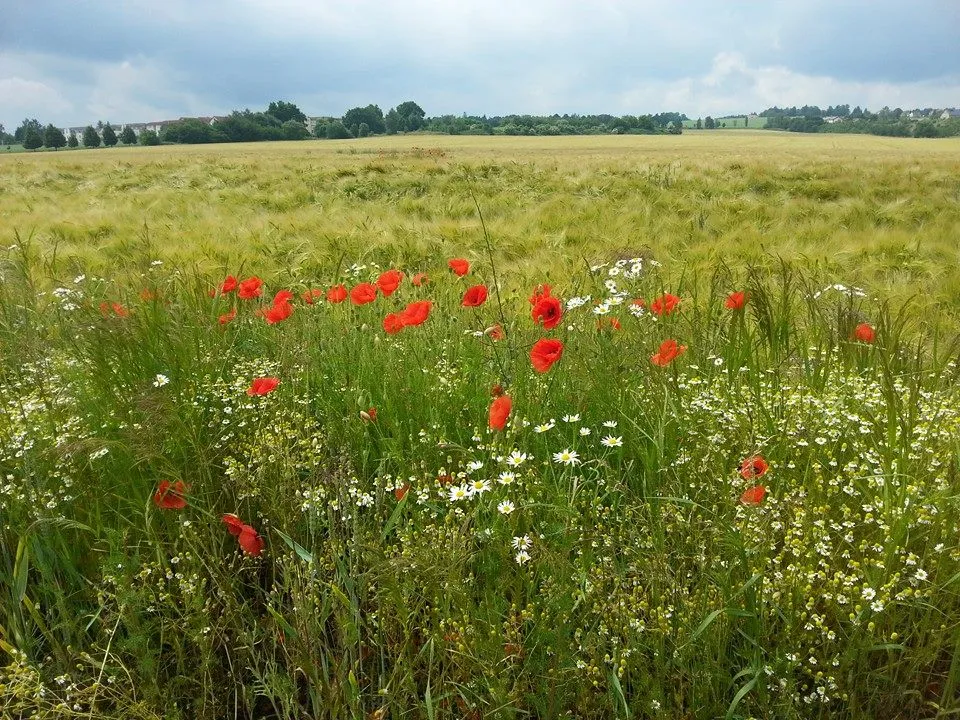 Lebensfreunde Dresden - Seniorenbetreuung und Kinderbetreuung -natur dresden