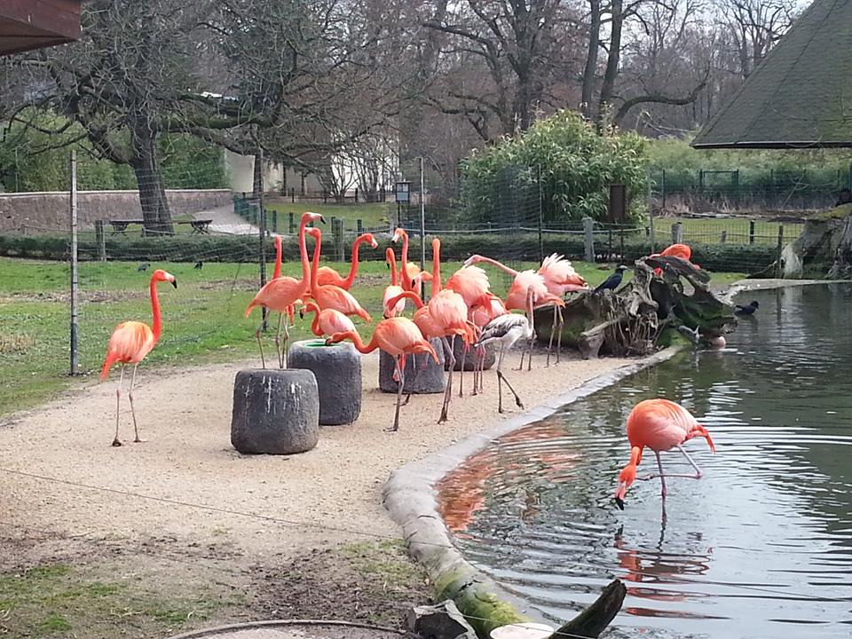Lebensfreunde Dresden - Seniorenbetreuung und Kinderbetreuung - zoo dresden
